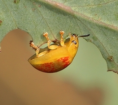 Paropsisterna fastidiosa