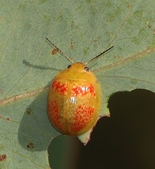 Paropsisterna fastidiosa
