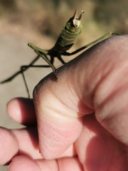Archimantis sobrina