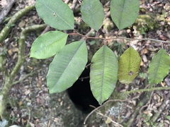 Chrysophyllum oliviforme