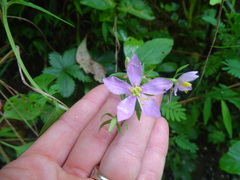 Sabatia angularis