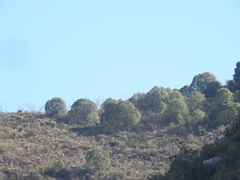 Pinus pinceana
