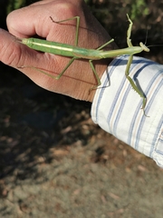 Archimantis sobrina