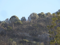 Pinus pinceana