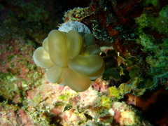 Plerogyra sinuosa