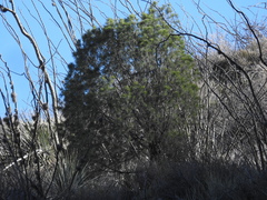 Pinus pinceana
