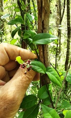 Vincetoxicum barbatum