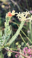 Gnidia oppositifolia