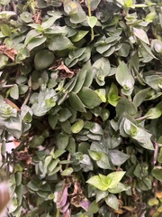 Callisia repens