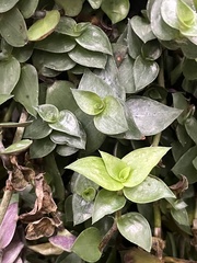 Callisia repens