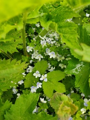 Veronica filiformis