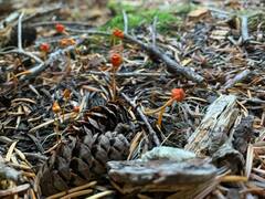 Mycena strobilinoidea