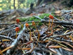 Mycena strobilinoidea