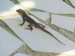 Anolis cristatellus