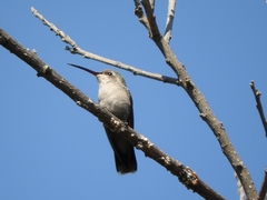 Cynanthus latirostris