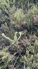 Gnidia oppositifolia