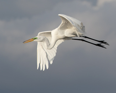 Ardea alba egretta