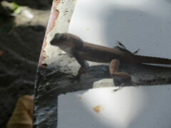 Anolis cristatellus