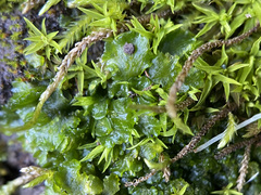 Phaeoceros carolinianus