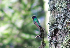 Colibri thalassinus