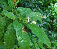 Solanum bahamense