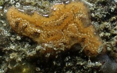 Styelidae