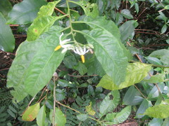 Solanum bahamense