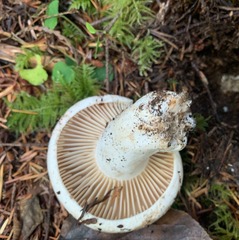 Russula dissimulans