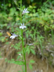 Lobelia inflata