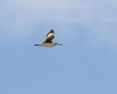 Tringa semipalmata semipalmata