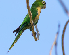 Eupsittula nana nana