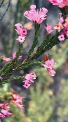 Erica corifolia