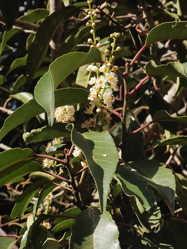 Prunus lusitanica subsp. hixa image