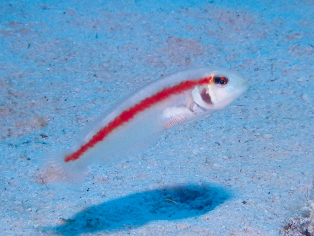 Rosy Razorfish