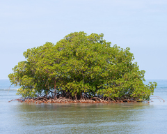 Rhizophora