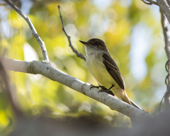 Myiarchus barbirostris