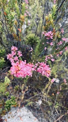 Erica corifolia
