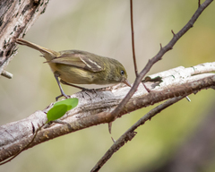 Vireo modestus