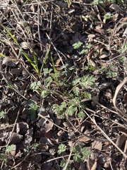Torilis nodosa