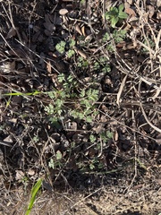 Torilis nodosa