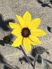 Helianthus petiolaris canescens