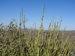 Ephedra aspera