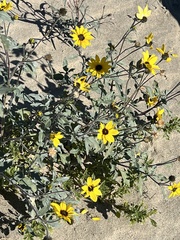 Helianthus petiolaris canescens
