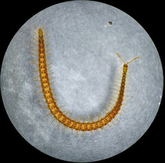 Strigamia branneri