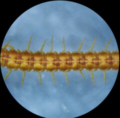 Strigamia branneri