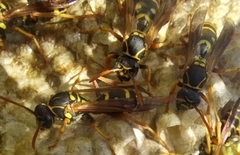 Polistes chinensis