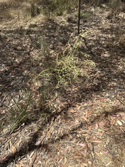 Dianella tarda