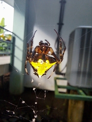 Verrucosa
