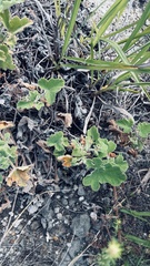 Pelargonium tomentosum