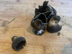 Dissingia leucomelaena